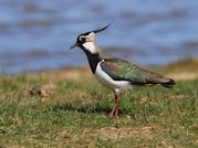 TONY HOWES - LAPWING